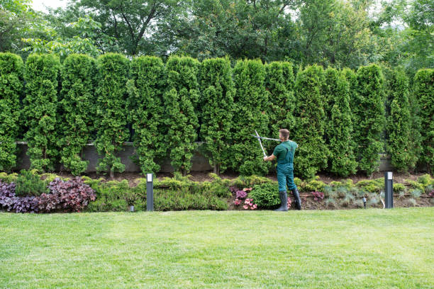 Best Lawn Maintenance Plans  in Collinsville, OK