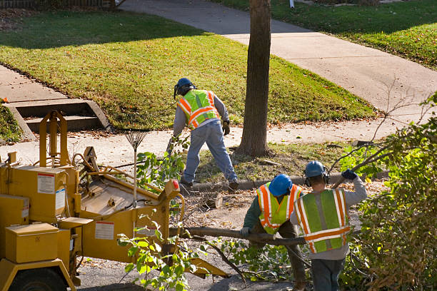 Best Tree Maintenance Programs  in Collinsville, OK